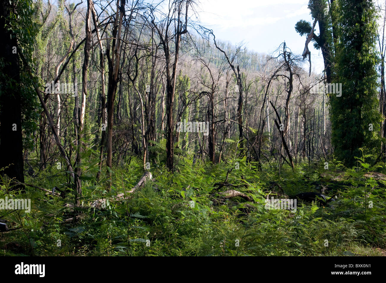 Fire damaged trees and bush showing regrowth a year after a bushfire Stock Photo