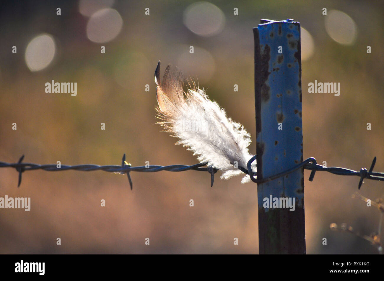 feather and barbed wire Stock Photo