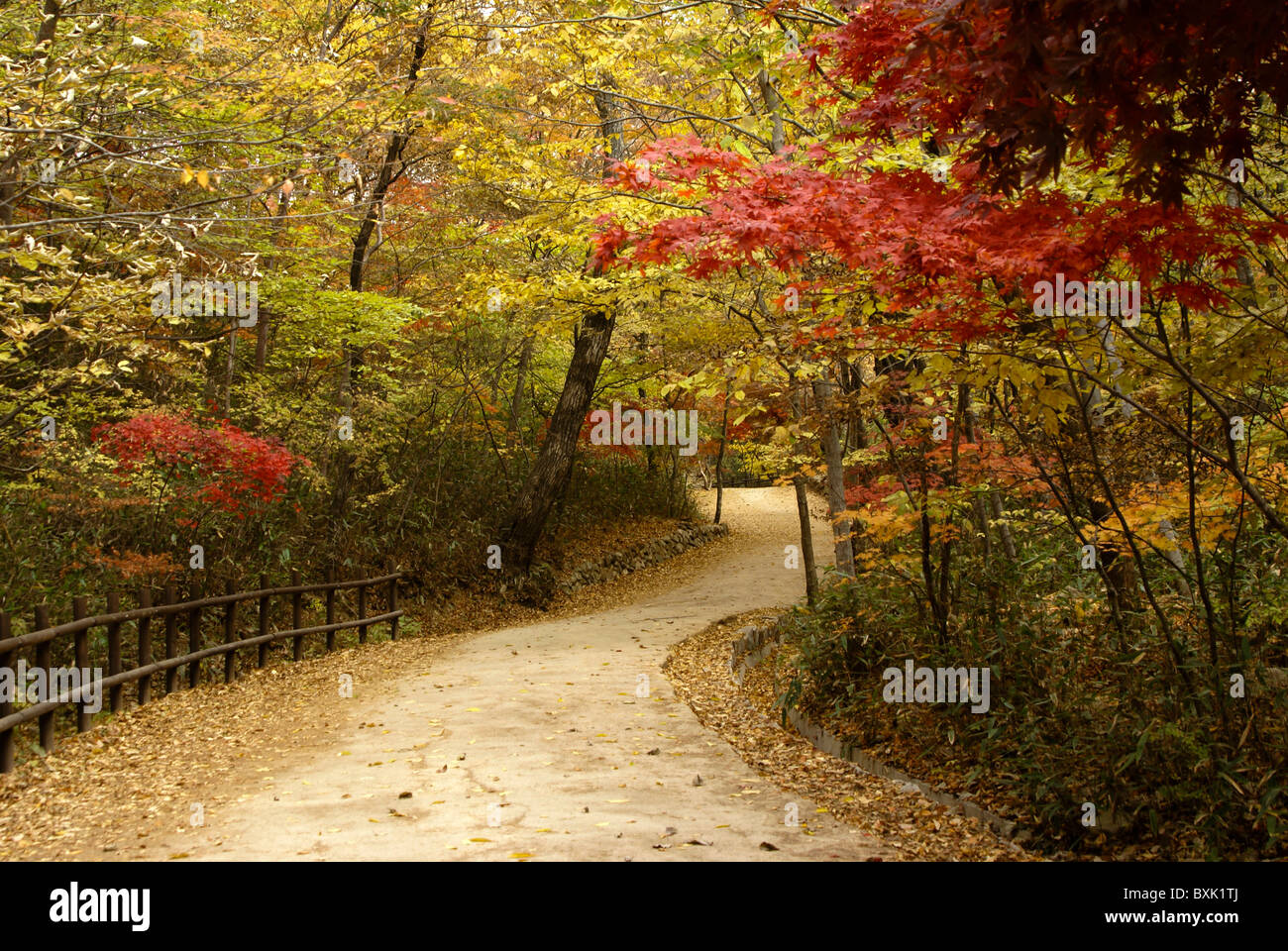 Curving path through autumn foliage, South Korea Stock Photo