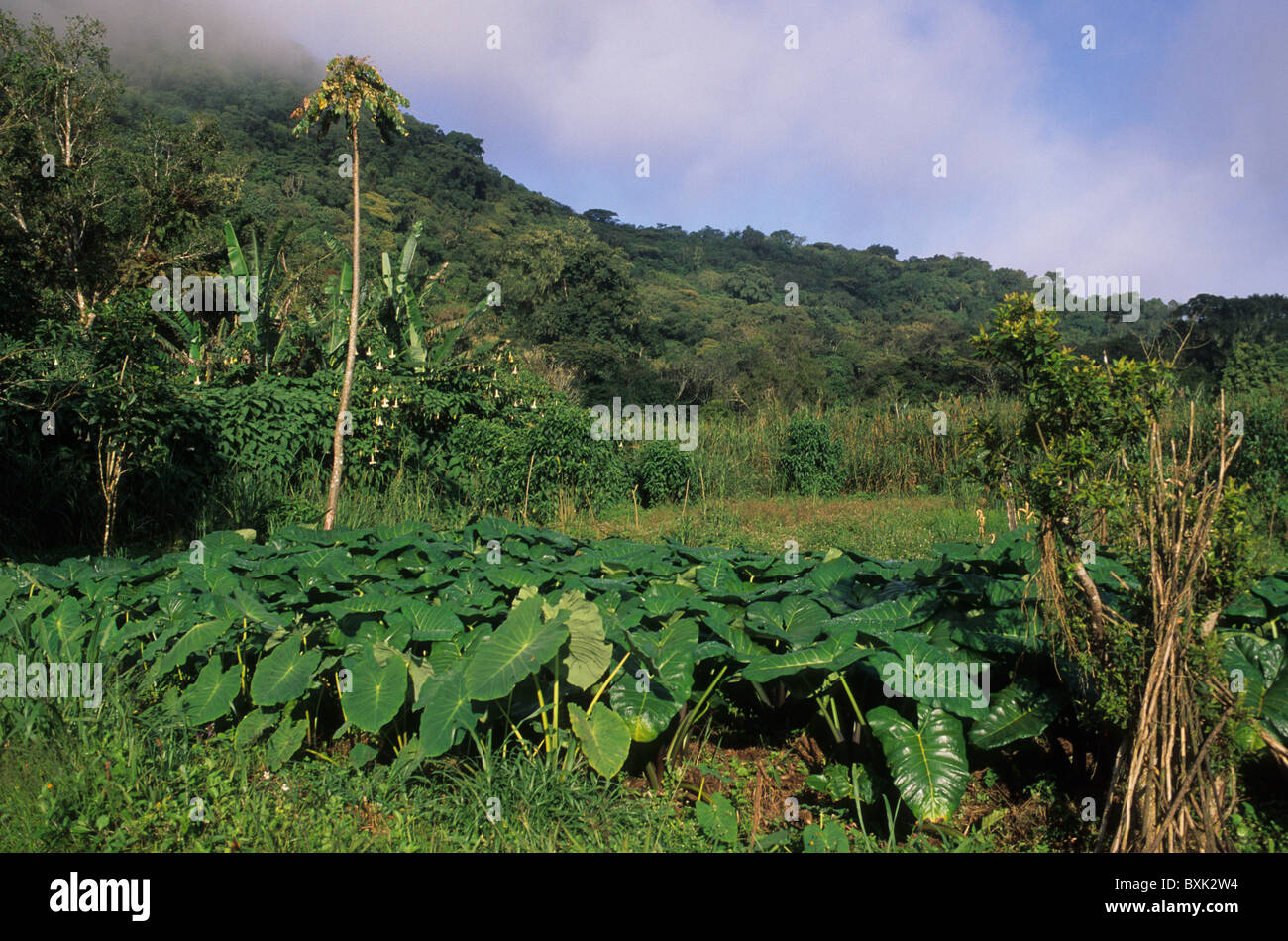 Malanga plantation. MOCA South Bioko Island  EQUATORIAL GUINEA Stock Photo