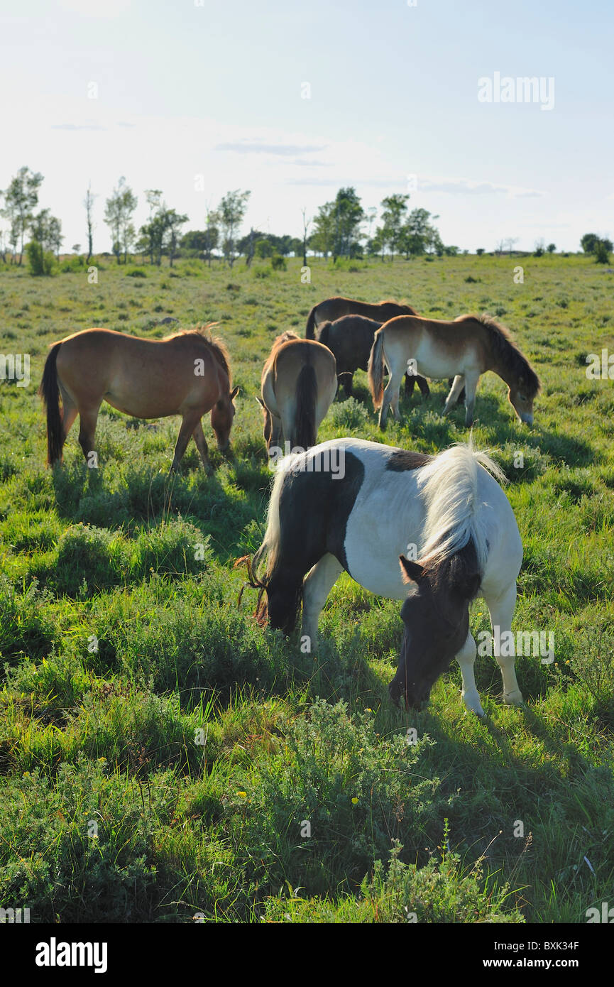 A flock of small ponies grazing in a moor. Stock Photo