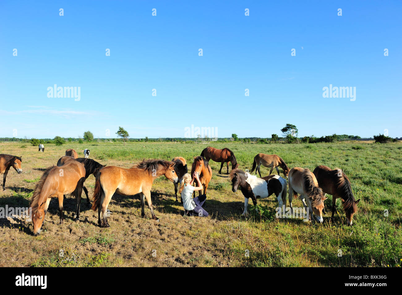 Young girl playing with some horses in a field. Stock Photo