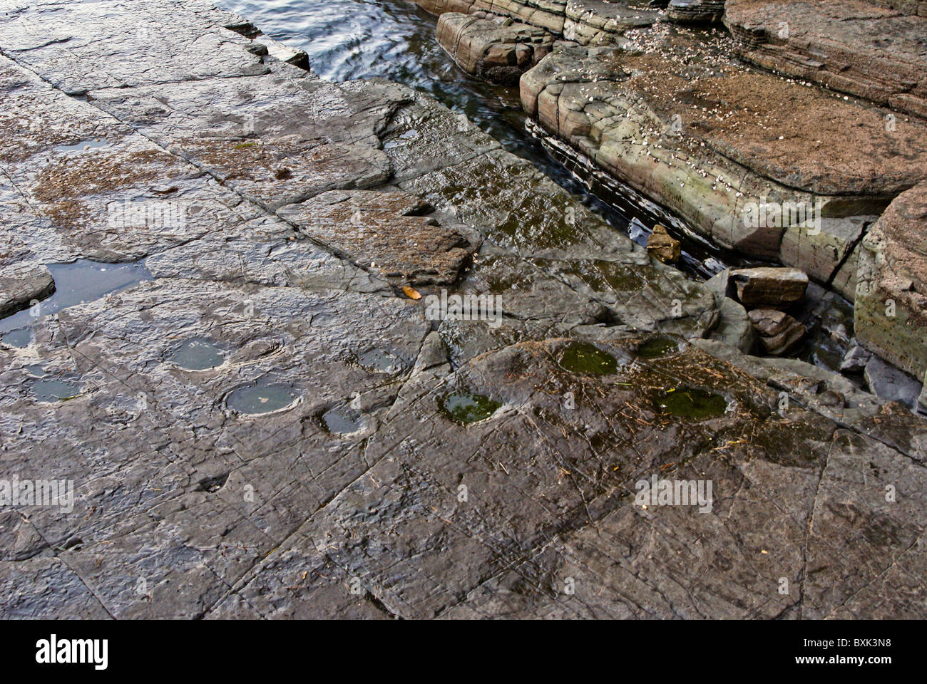 Fossil dinosaur footprints at Goseong Dinosaur Museum, South Korea Stock Photo