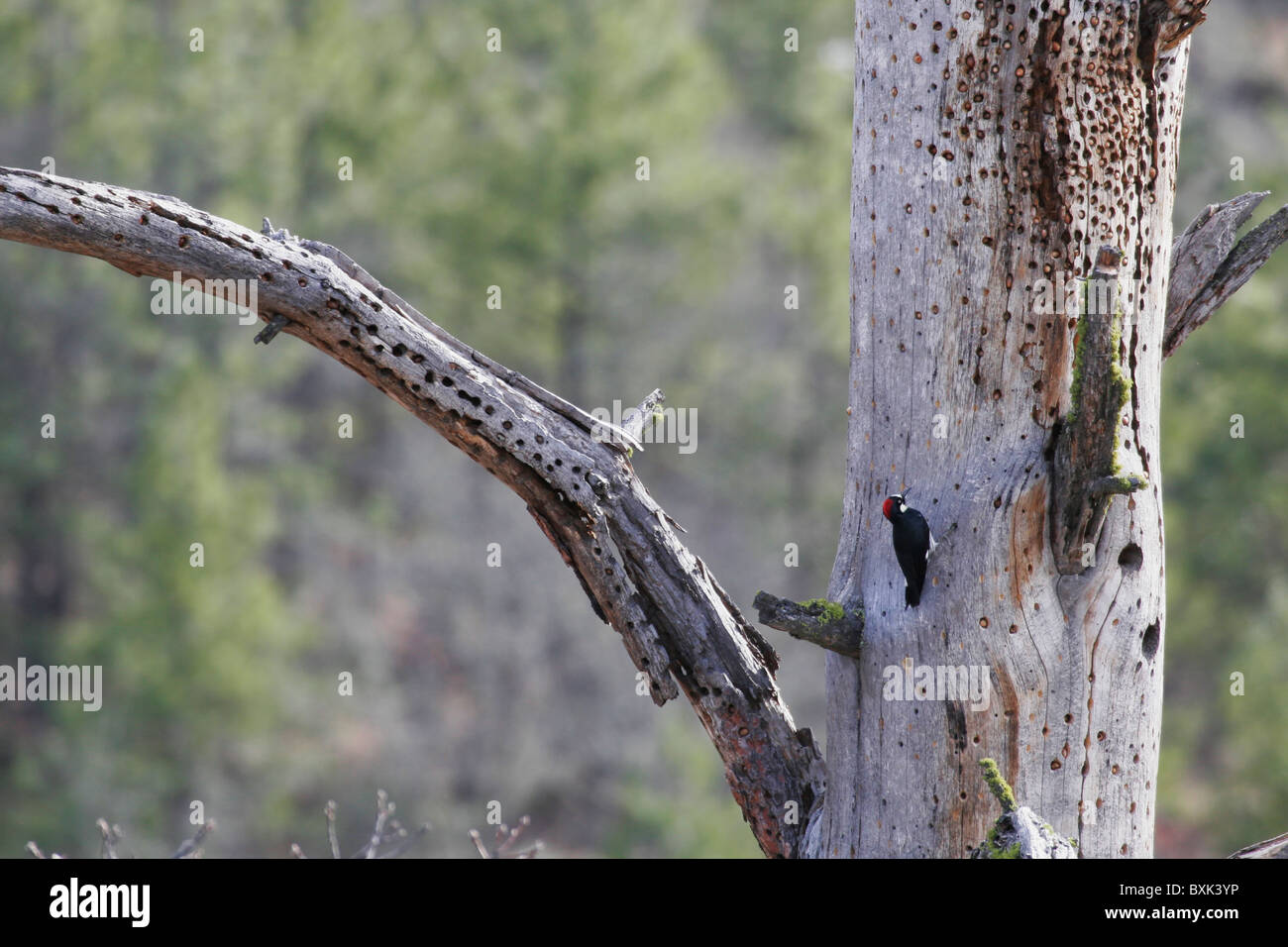 Acorn wood pecker in snag shows many acorns in 'storage'. Stock Photo