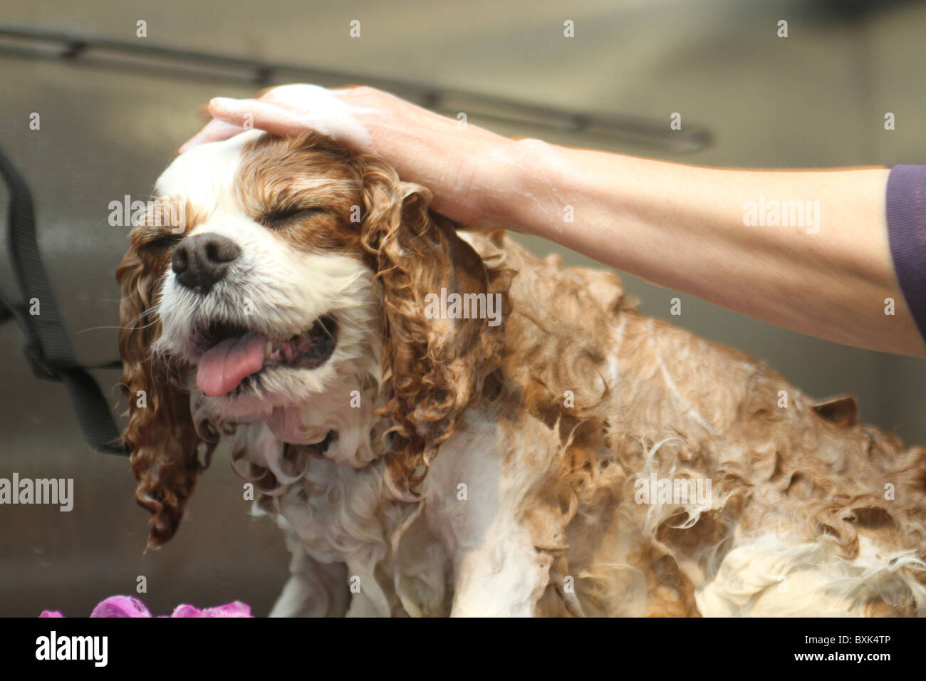 Harrods store gets a pet spa Stock Photo Alamy