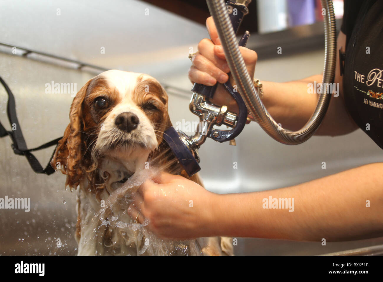 Harrods store gets a pet spa Stock Photo Alamy