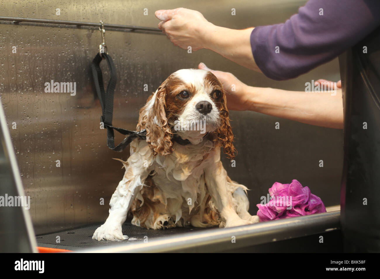 Harrods store gets a pet spa Stock Photo Alamy