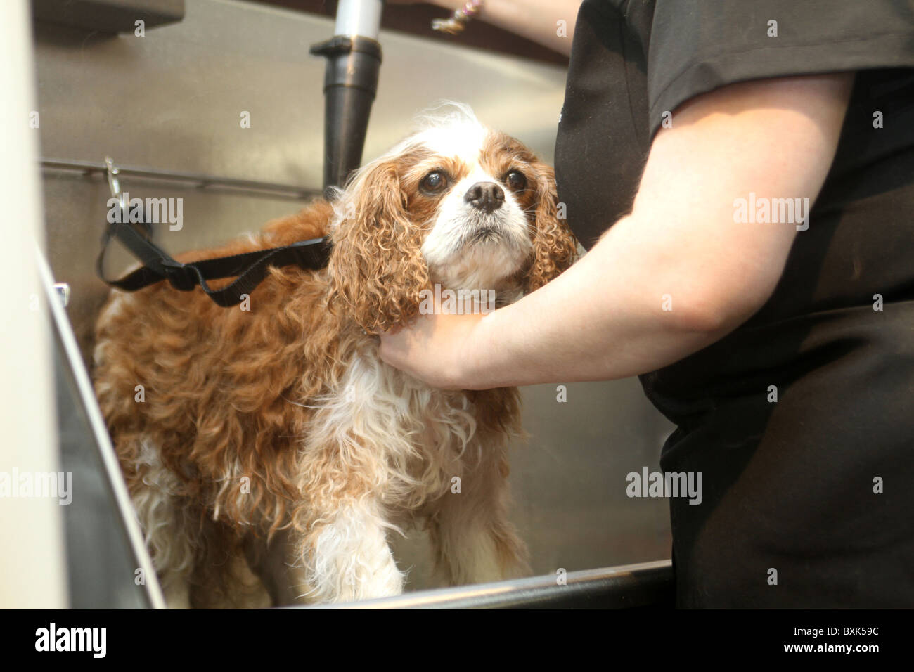 Harrods store gets a pet spa Stock Photo Alamy
