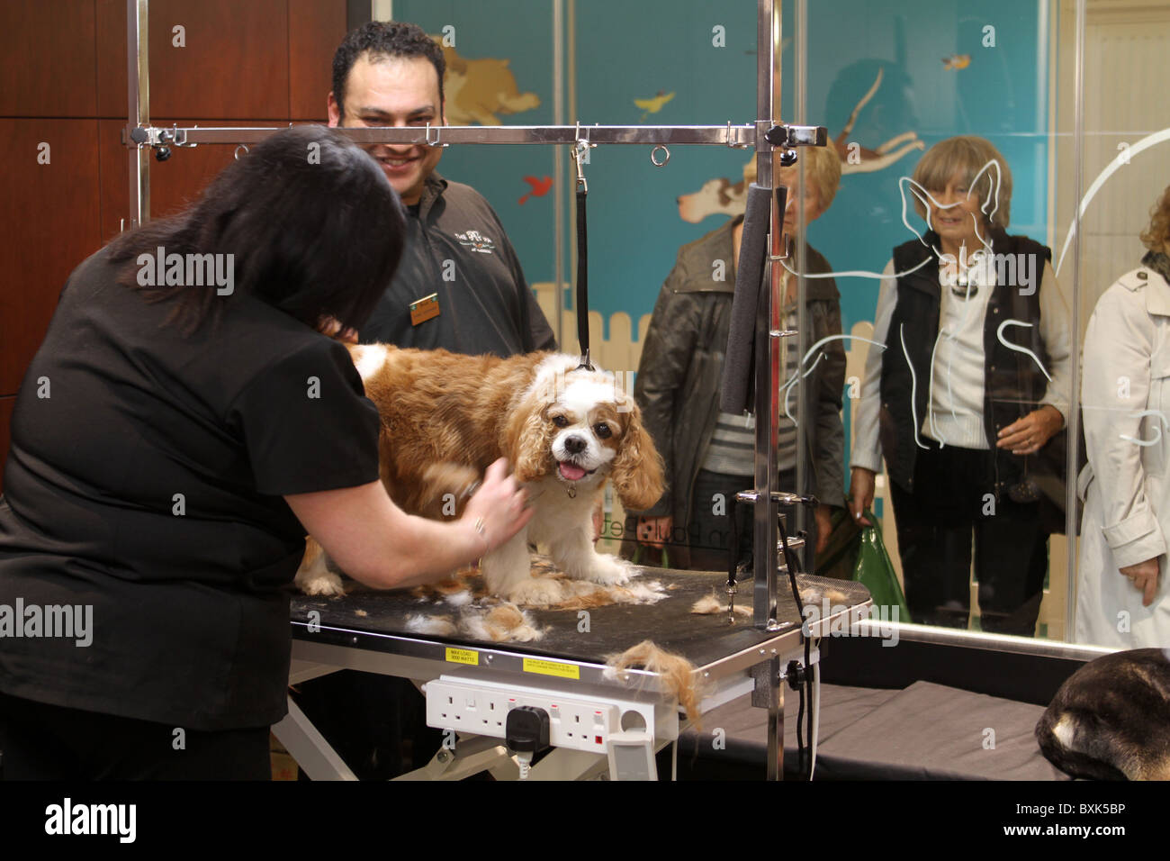 Harrods store gets a pet spa Stock Photo Alamy