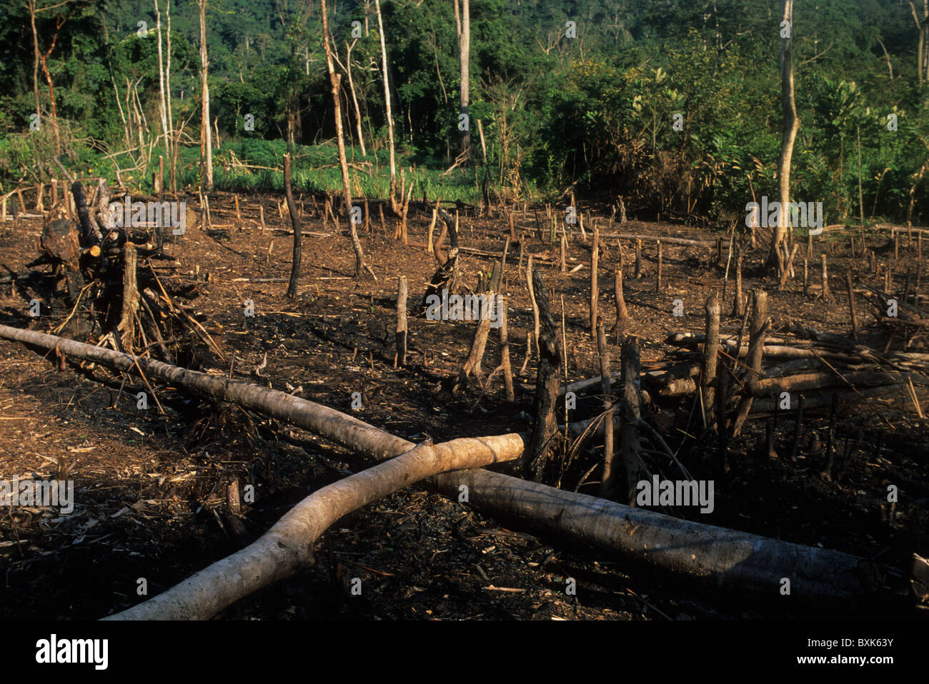 Burning trees for farm cultivation. ' MONTE ALEN  National Park '   Continental Region  EQUATORIAL GUINEA Stock Photo