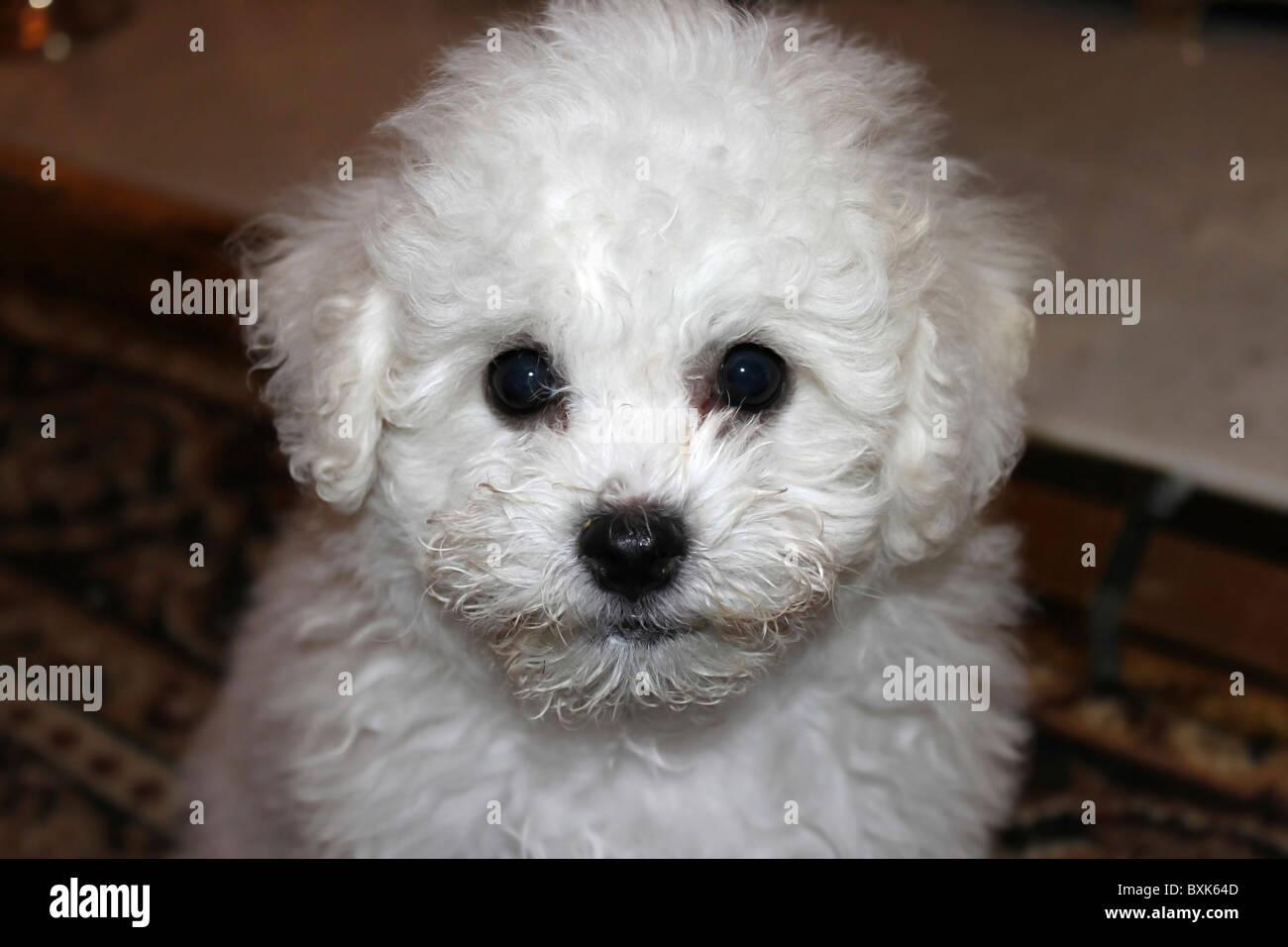 Bichon Frise puppy Stock Photo