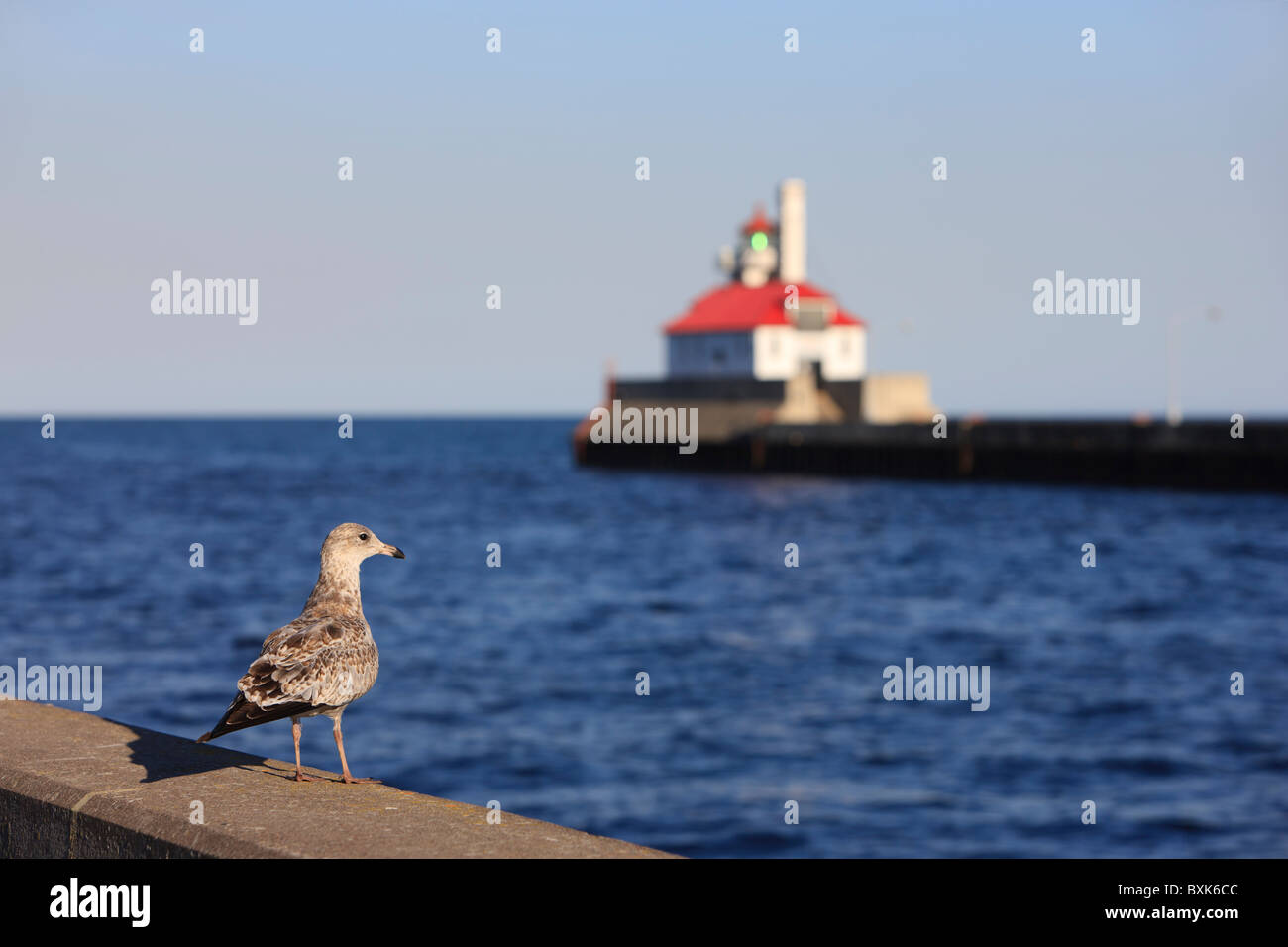 A gull sits on the north pier along the Duluth, MN ship canal on Lake Superior with the south breakwater lighthouse in backgrnd. Stock Photo