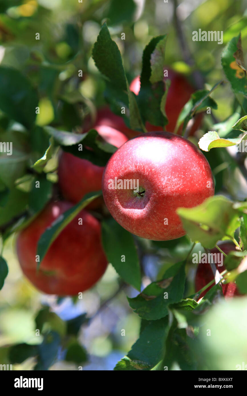 Apple orchard hires stock photography and images Alamy