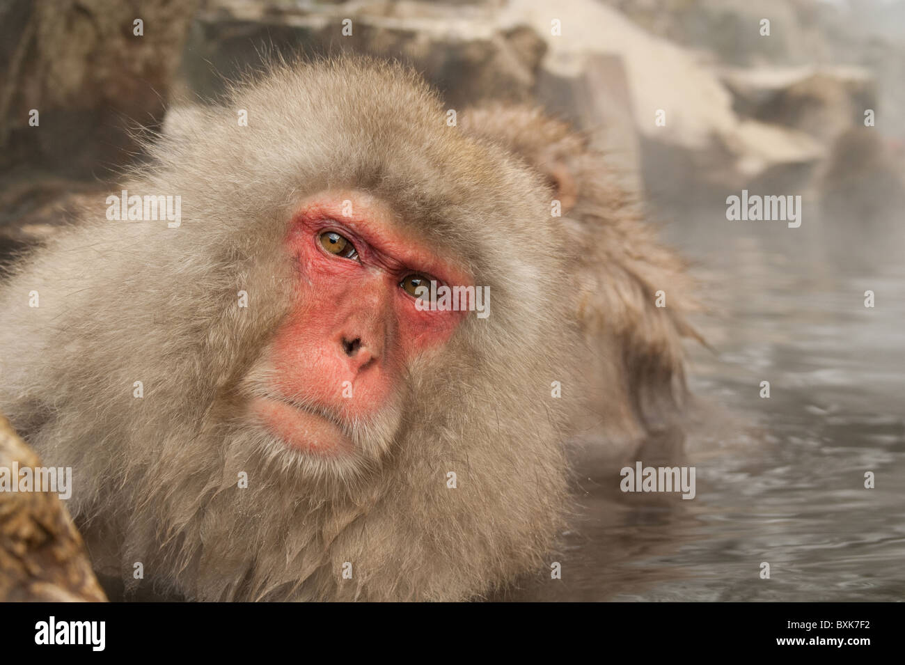 Snow monkey,  Jigokudani park, Japan Stock Photo
