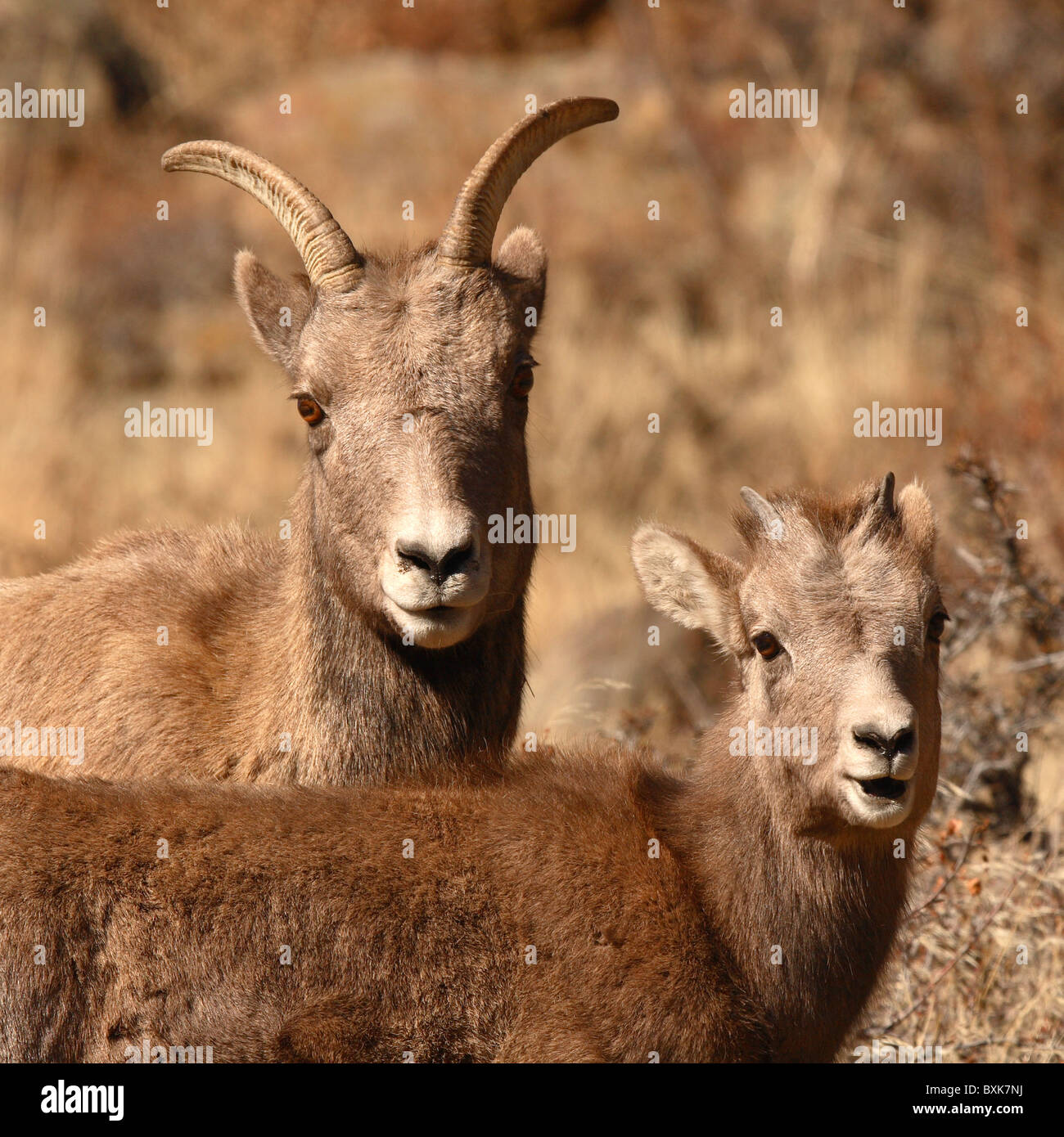 A Bighorn Sheep mother and kid Stock Photo - Alamy