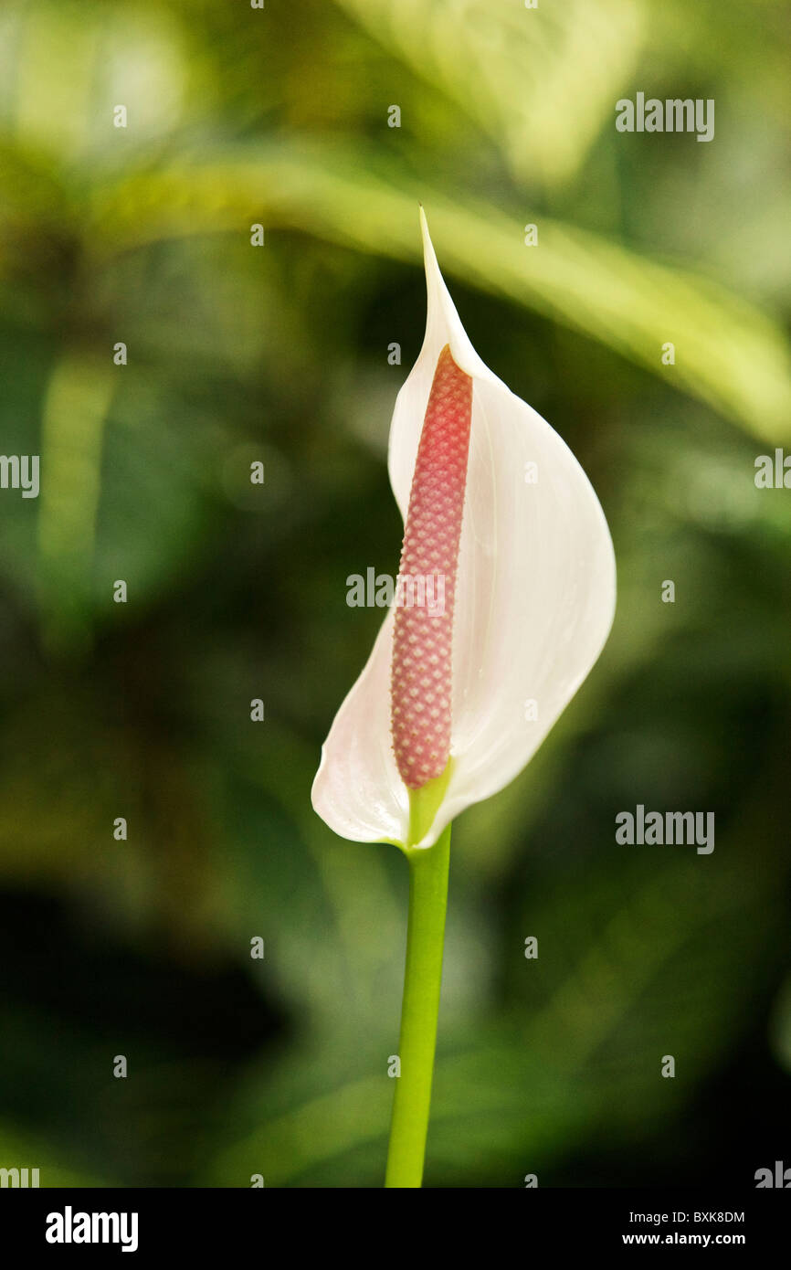 white peace lily, Spathiphyllum species. Stock Photo