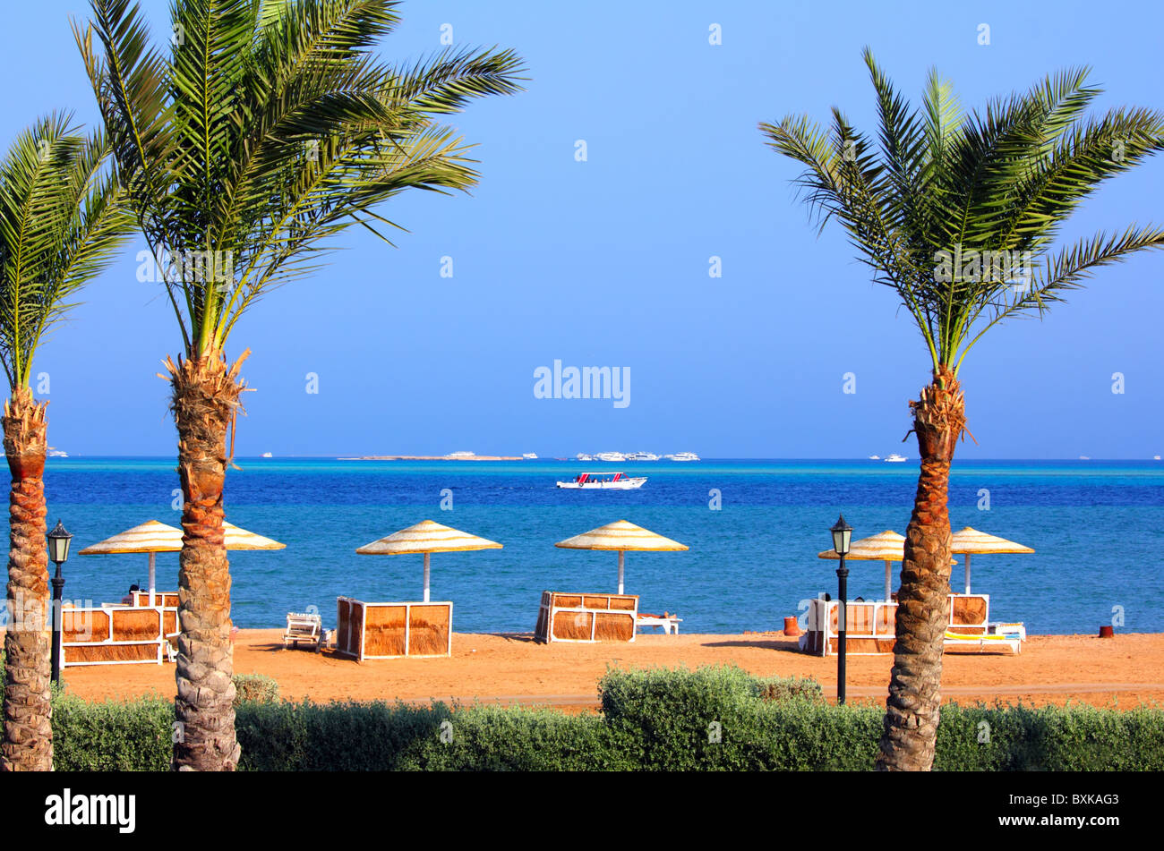 palm trees and tropical beach in Egypt Stock Photo