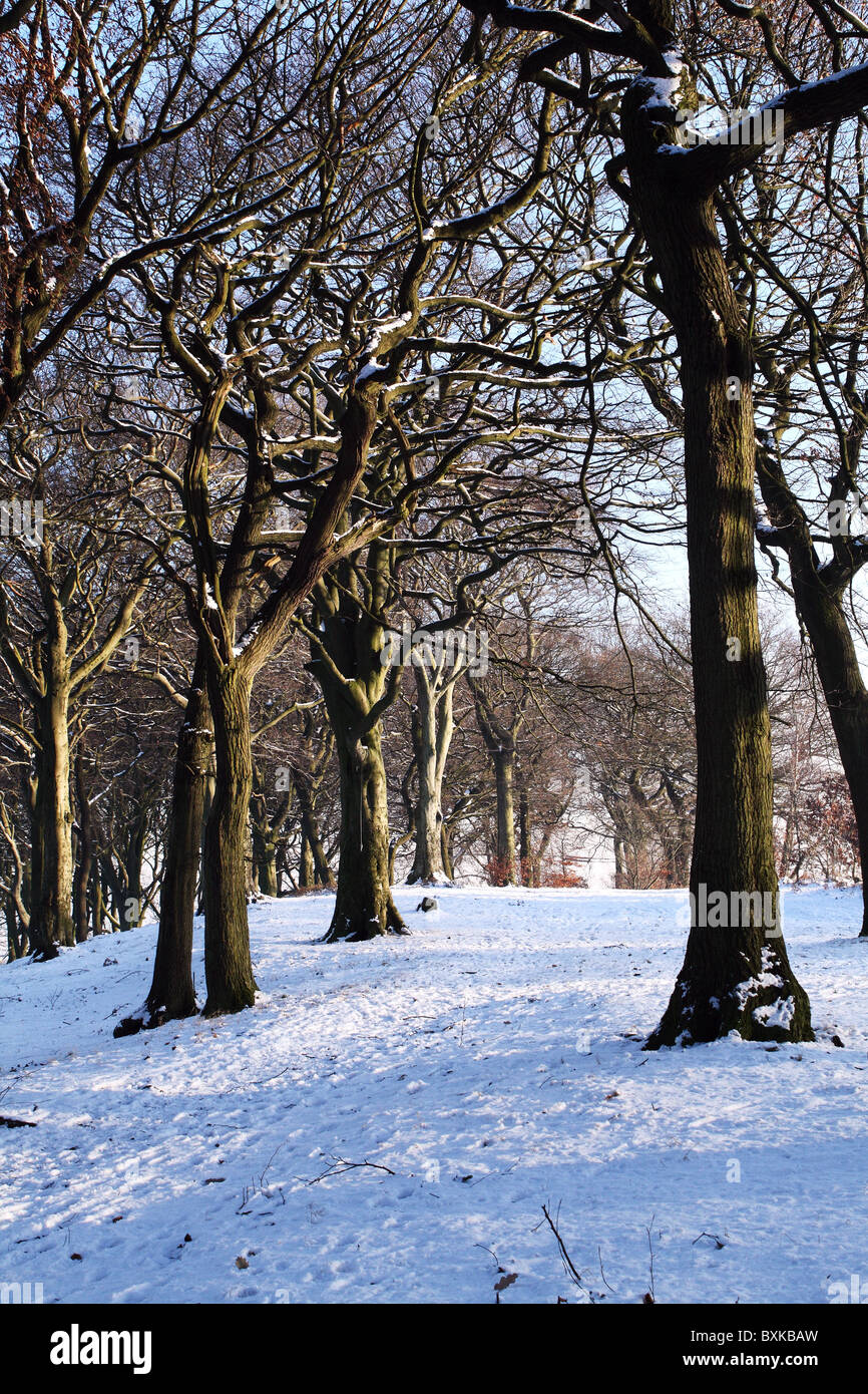 Snowy Winter weather showing trees in Woods Stock Photo Alamy