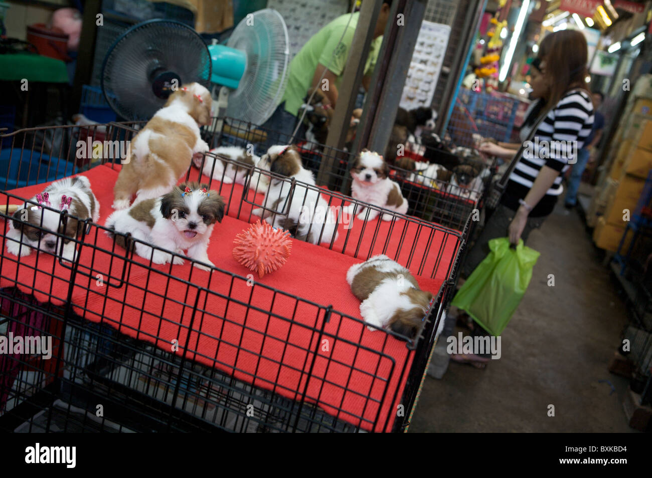 Dogs for sale at Chatuchak Weekend Market Stock Photo Alamy