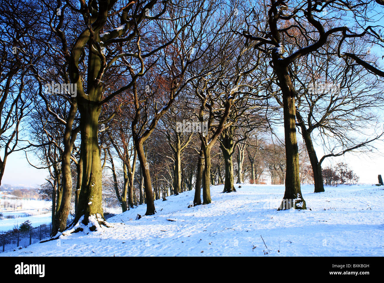 Snowy Woods Yorkshire United Kingdom UK Stock Photo Alamy