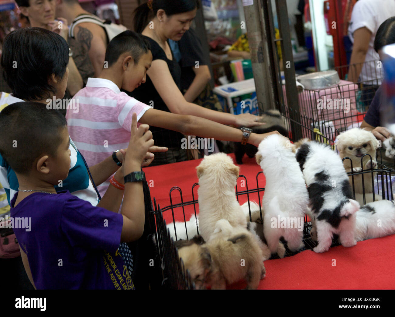 Dogs for sale at Chatuchak Weekend Market Stock Photo Alamy