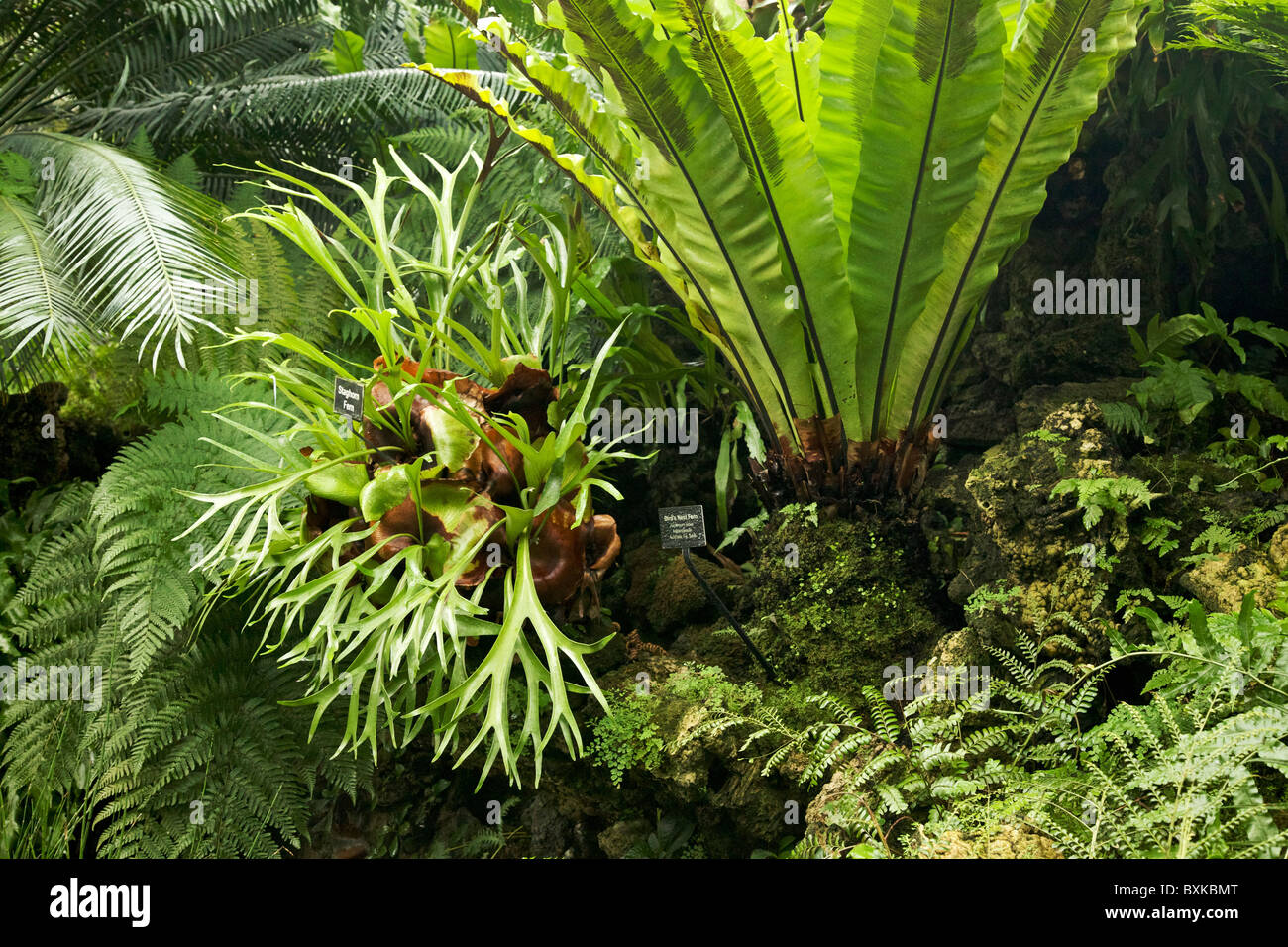 Staghorn fern conservatory hi-res stock photography and images - Alamy