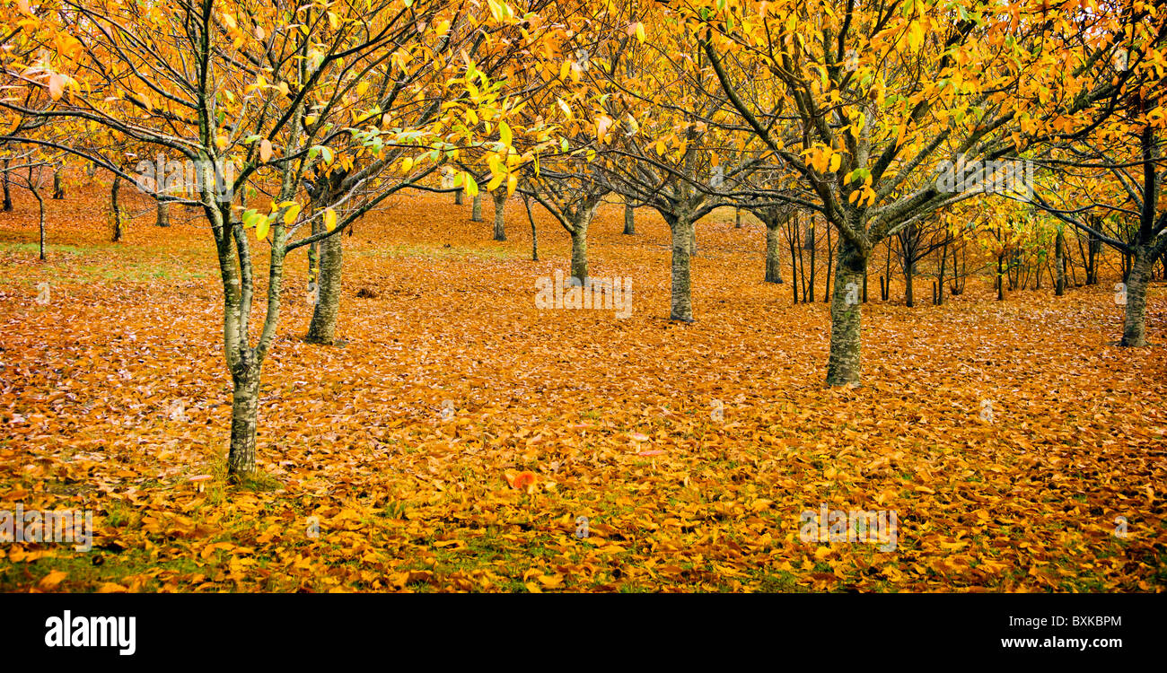 Spectacular autumn colours in an orchard, with small toadstools in foreground Stock Photo
