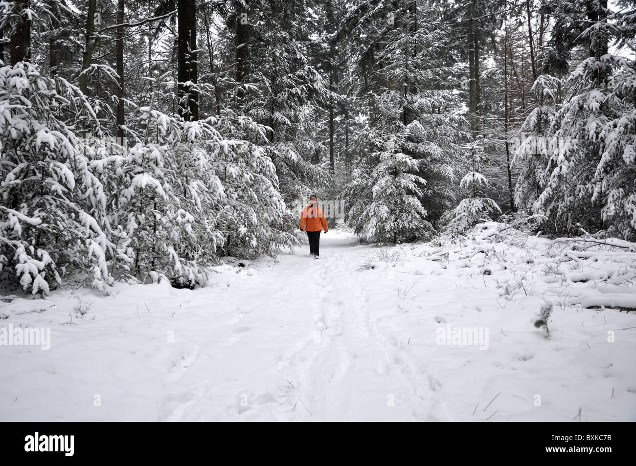 Senior woman walking in a snowy forest Stock Photo