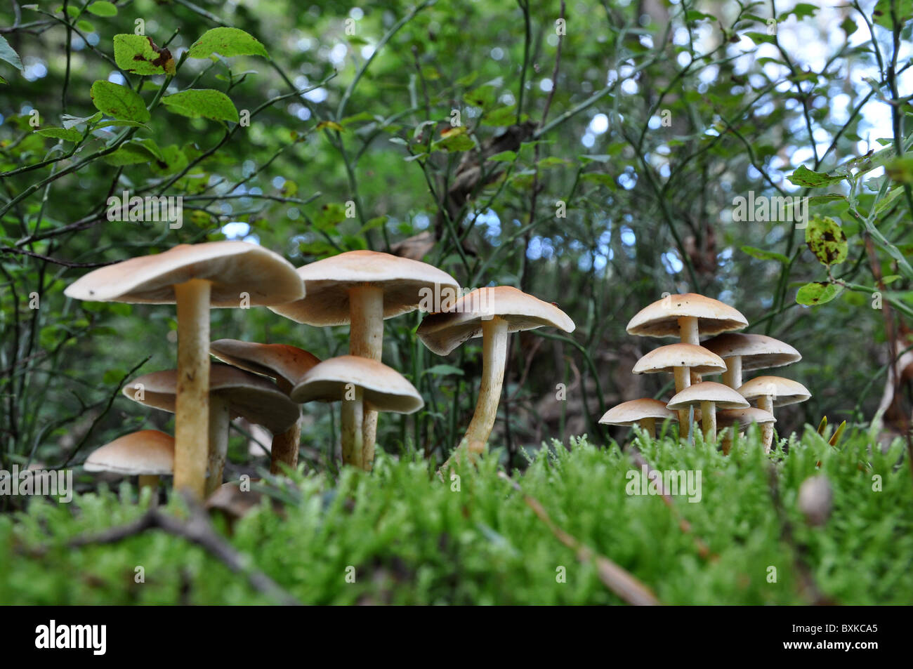 Group of mushrooms on a greeny bed of soil Stock Photo Alamy
