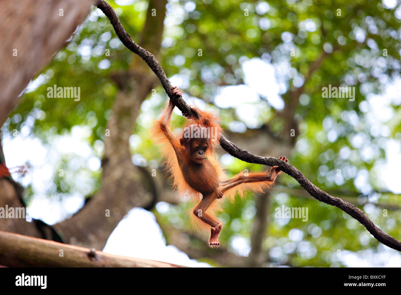 Baby Orangutang Stock Photo