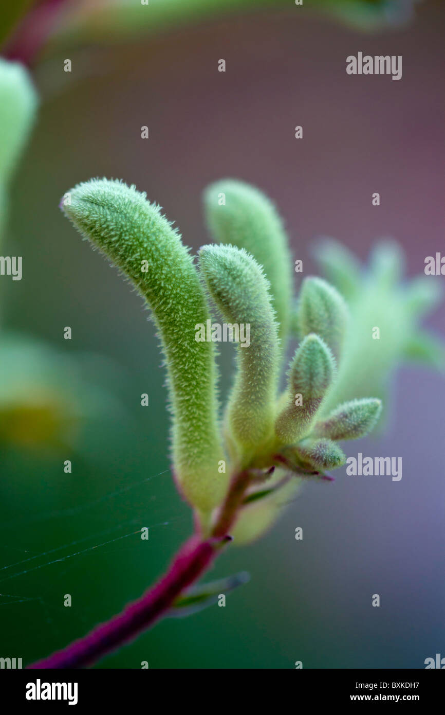 Green Kangaroo Paw wildflower in Leeuwin-Naturaliste National Park near Margaret River, Western Australia. Stock Photo