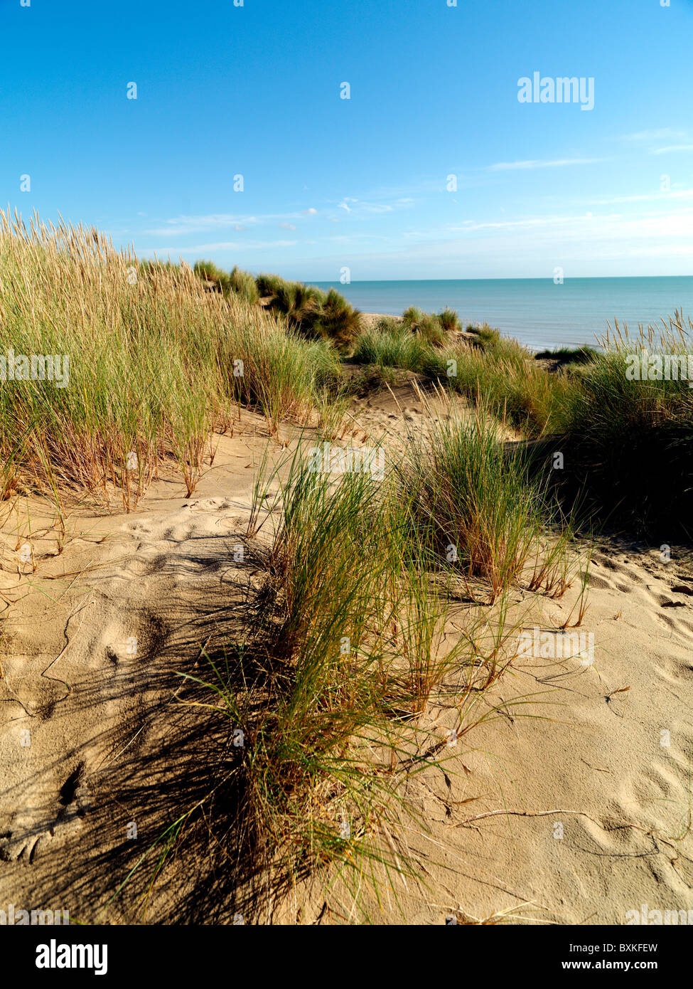 Camber Sands East Sussex Dune Grass Stock Photo