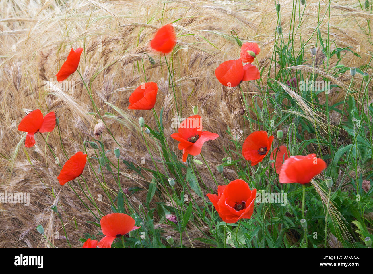 Poppies on summer meadow hi-res stock photography and images - Alamy