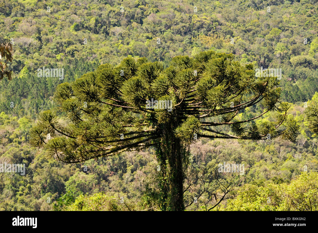 Parana pine or candelabra tree, Araucaria angustifolia, Nova Petropolis, Rio Grande do Sul, Brazil Stock Photo