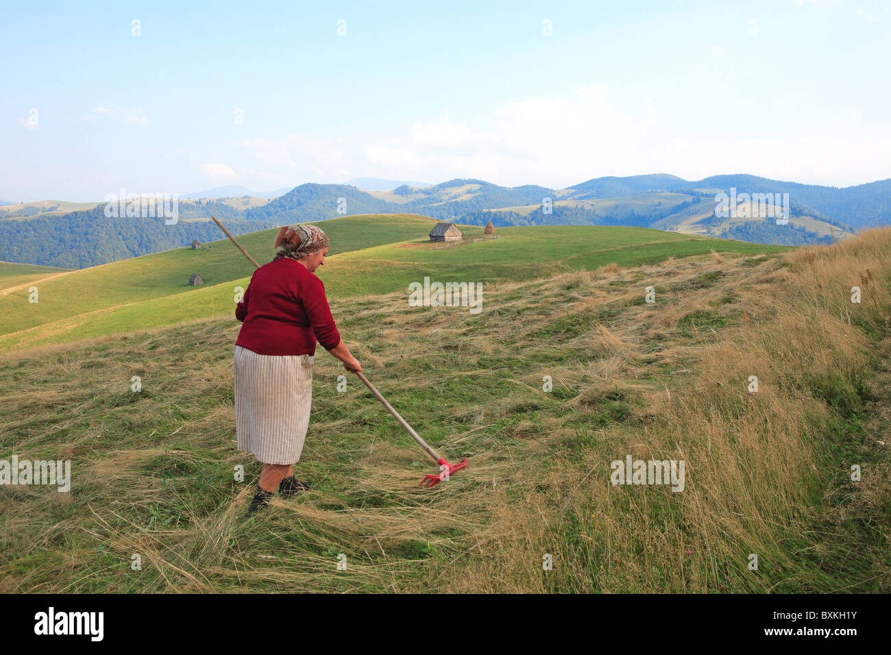 Romania, Transylvania, Paltinis, Near Sibiu, Gypsy Farmer Stock Photo