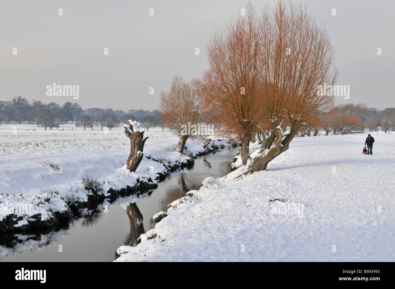 Man with  child on toboggan,  Richmond Park, Surrey, England, UK. Stream with pollarded willow trees. Stock Photo