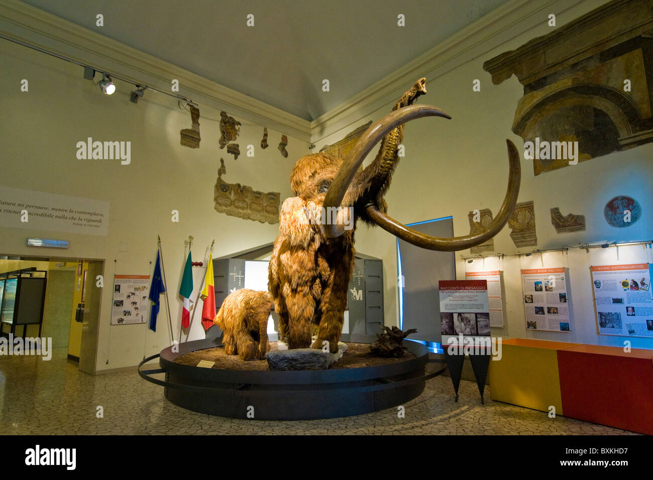 museo civico di scienze naturali enrico caffi di bergamo