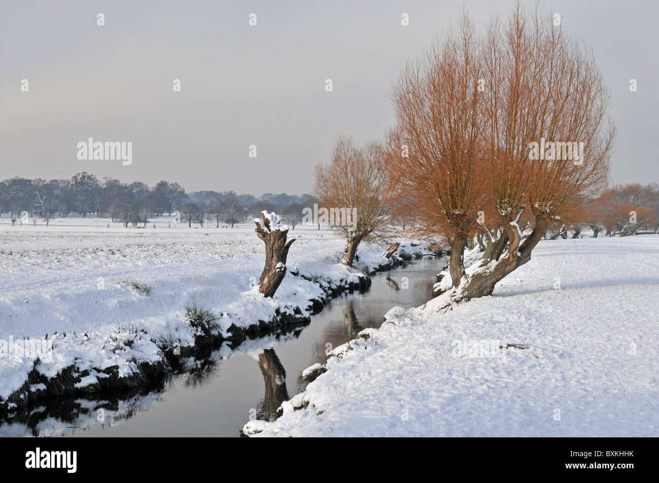 Winter, Richmond Park, Surrey, England, UK. Stream with pollarded willow trees. Stock Photo