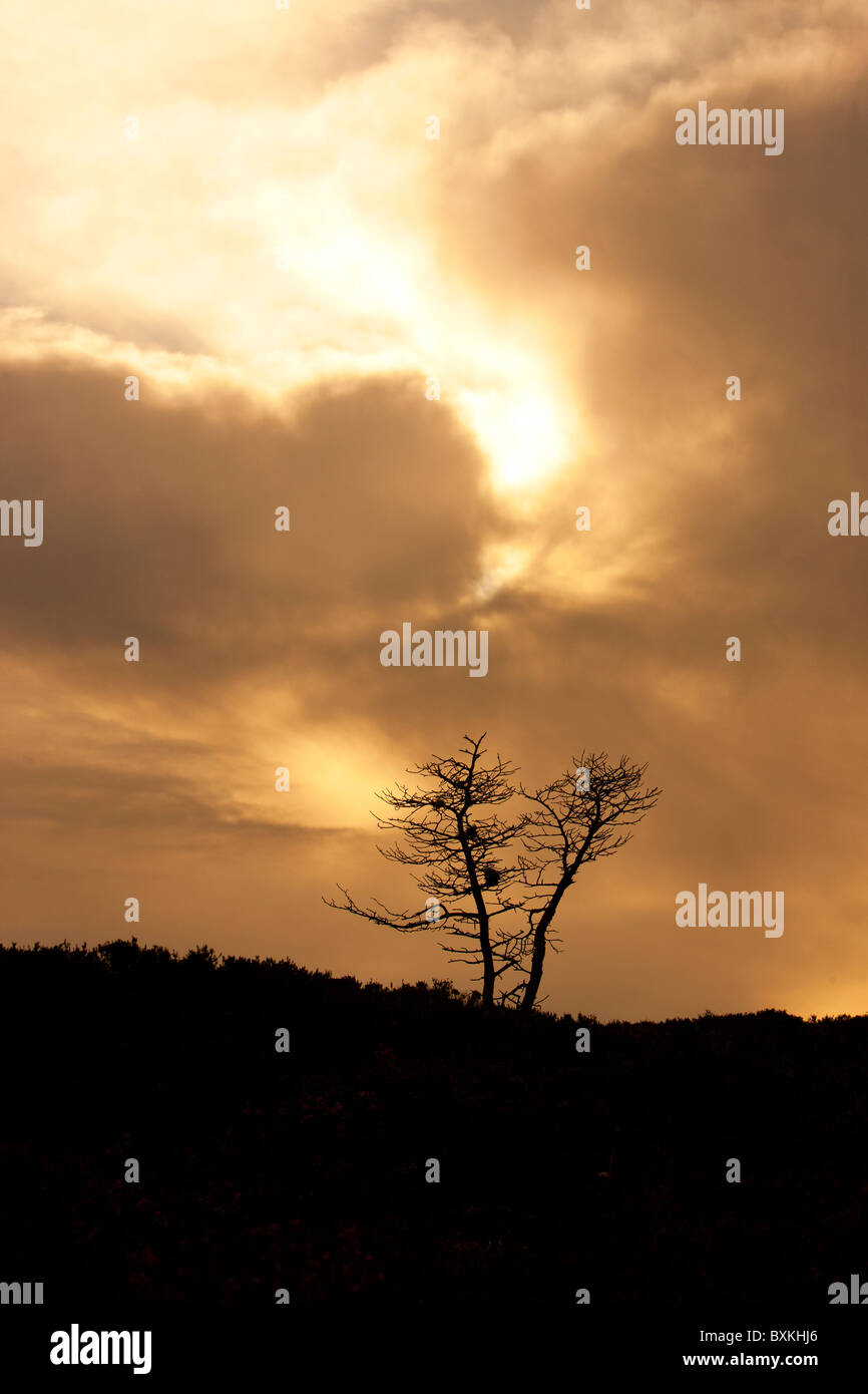 Solitary Tree Stock Photo