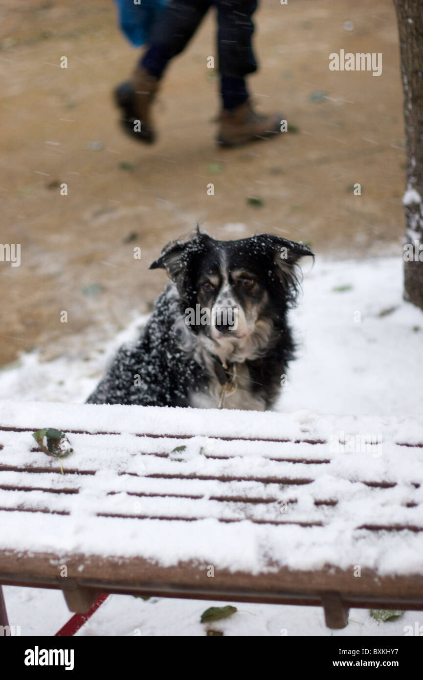 A dog waiting patiently for its owner who was shopping Stock Photo - Alamy