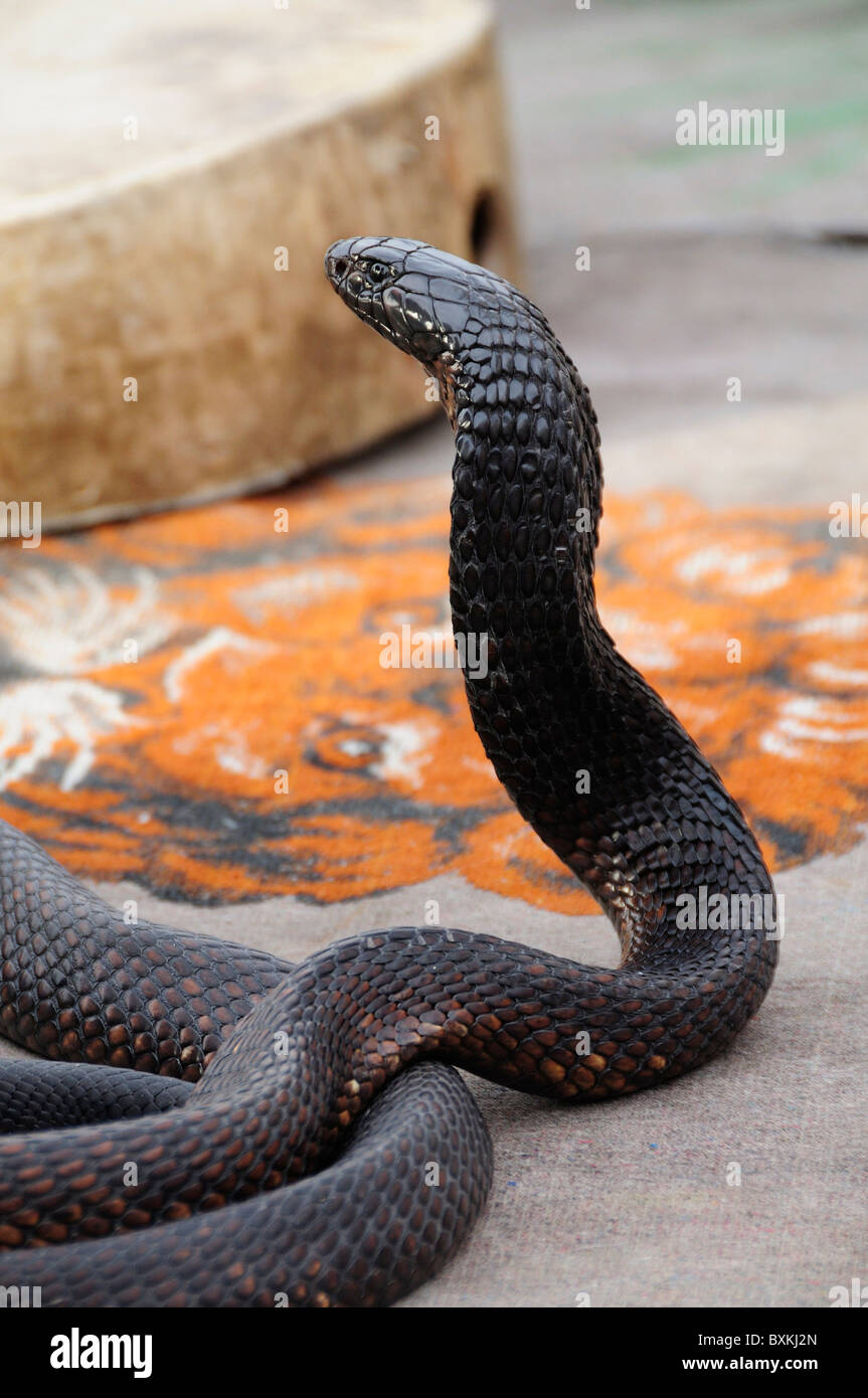 Detail of the Snake, part of the snake charmers act at busy Djemaa el-Fna meeting place in Marrakech Stock Photo