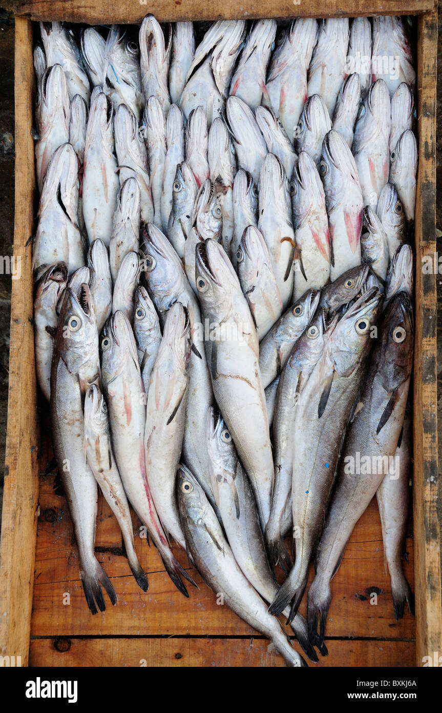 Box of fish Stock Photo Alamy