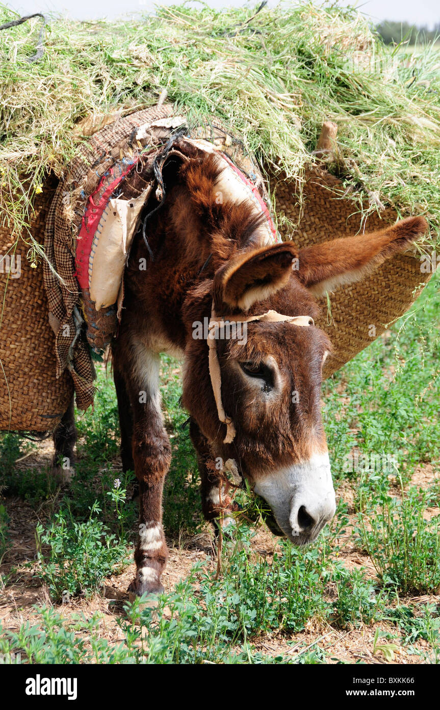 Donkey grazing, Sous Plain Stock Photo
