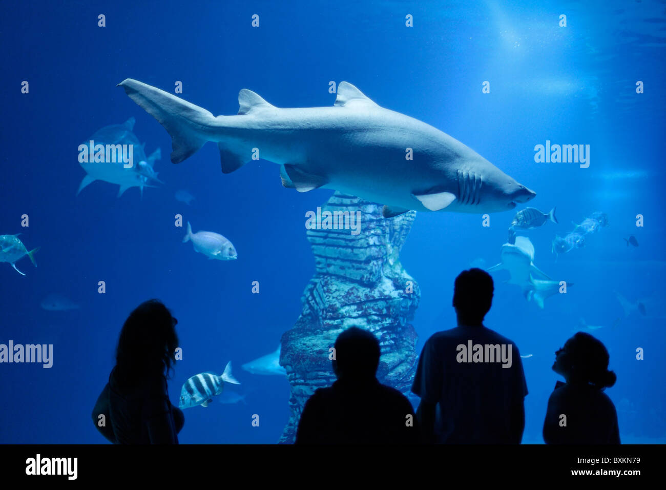 Shark tank, L'Oceanografic, the largest aquarium in Europe, Valencia