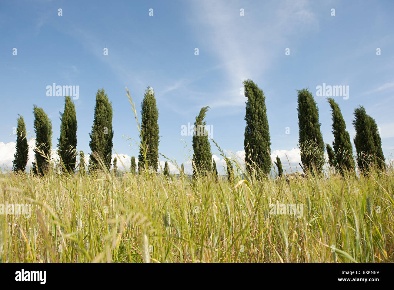 Cypress trees in field, Val d'Orcia, Italy Stock Photo