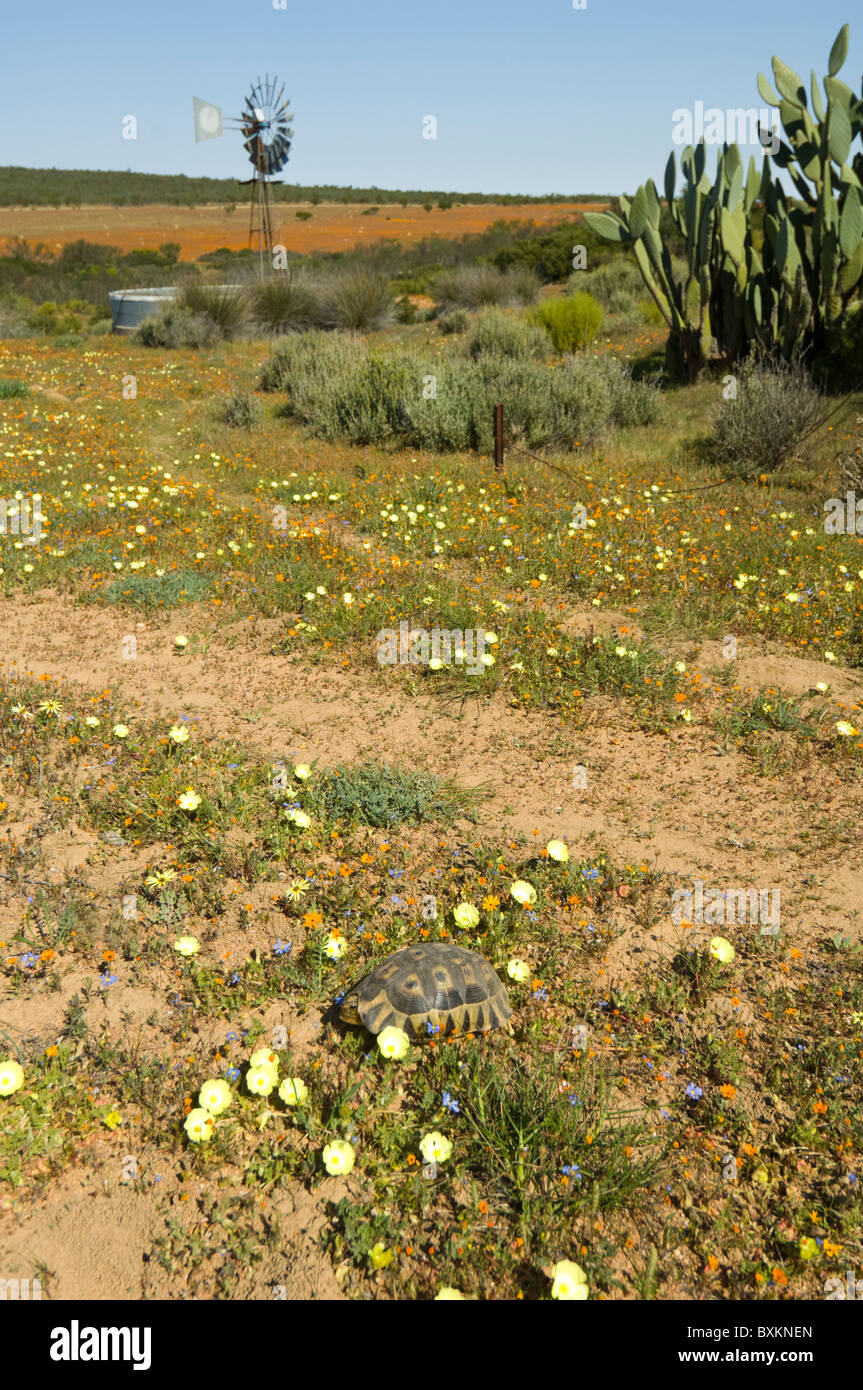 Skilpad Kamieskroon Namaqualand Northern Cape South Africa Stock Photo