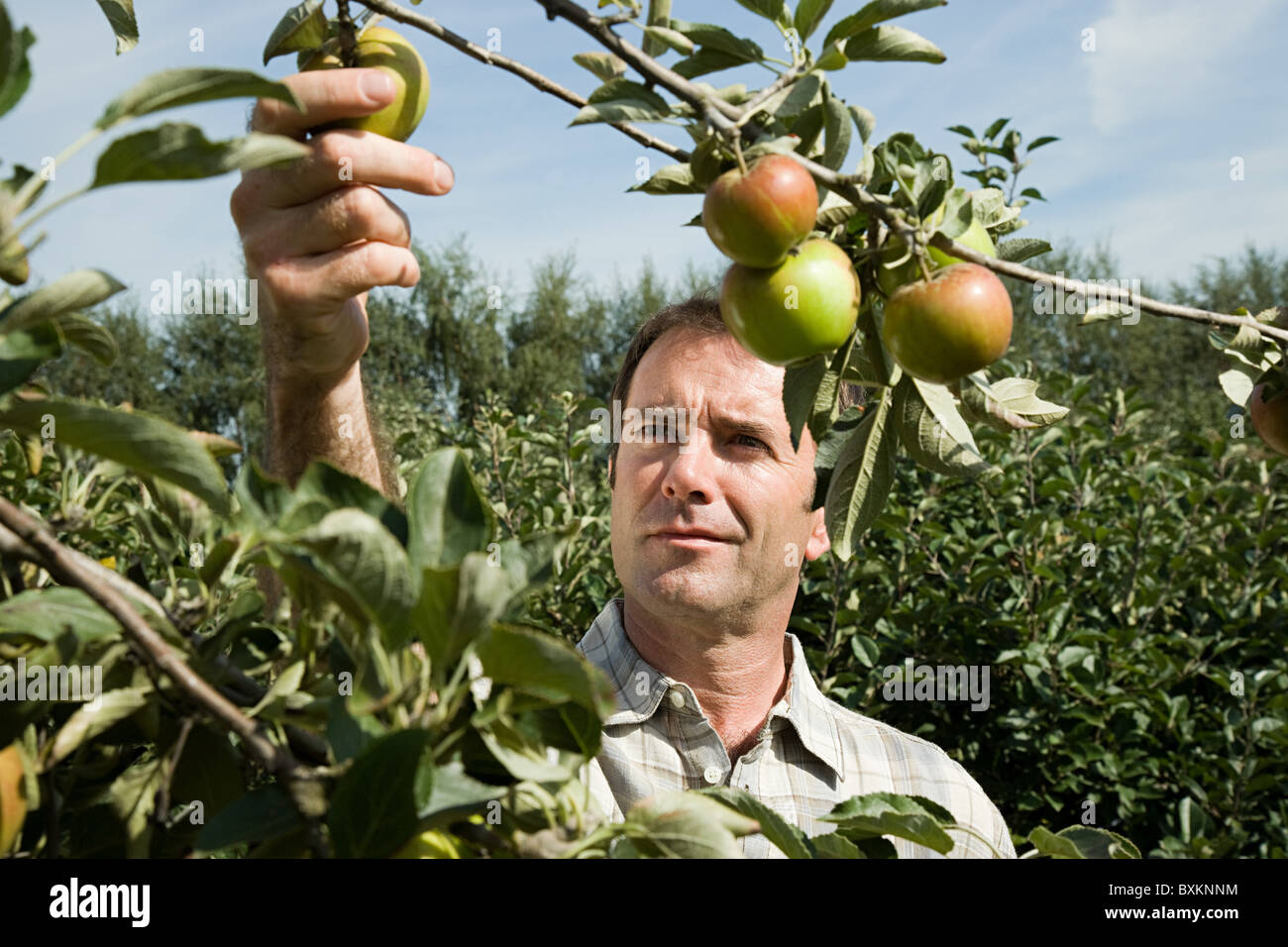 Man picking fresh apples Stock Photo