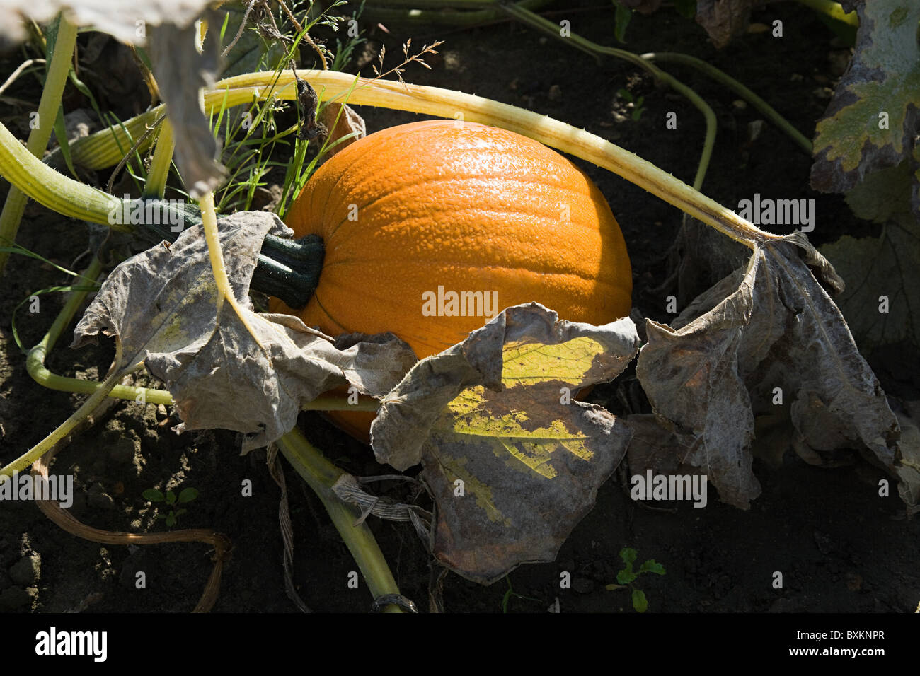 Pumpkin growing in field Stock Photo - Alamy