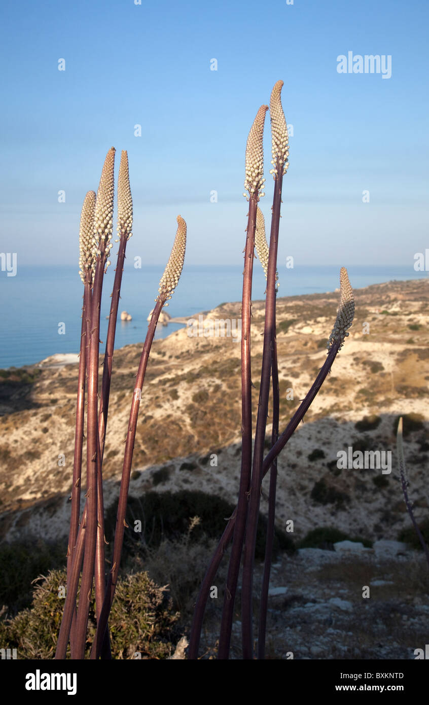 Cyprus flora Stock Photo