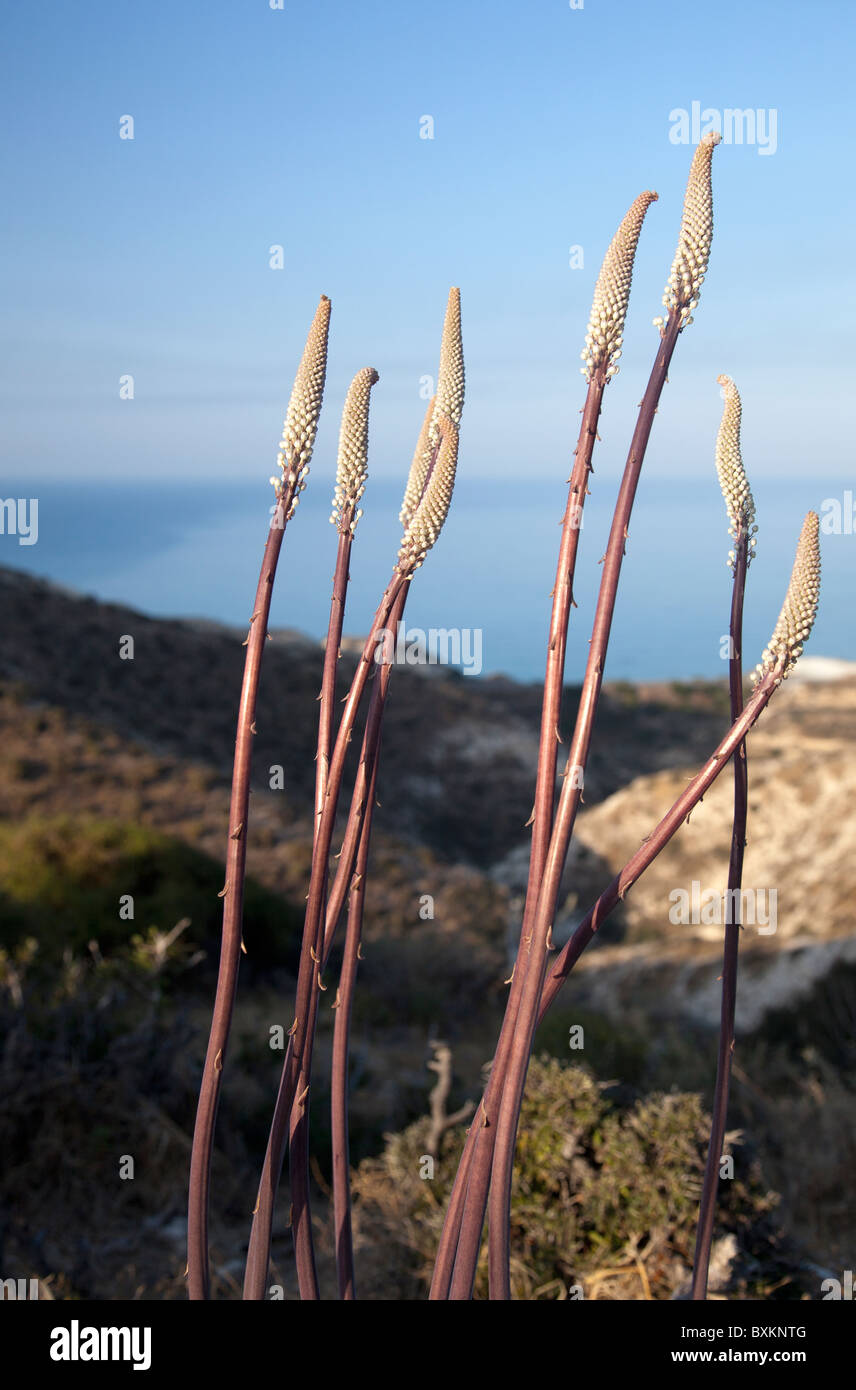 Cyprus flora Stock Photo